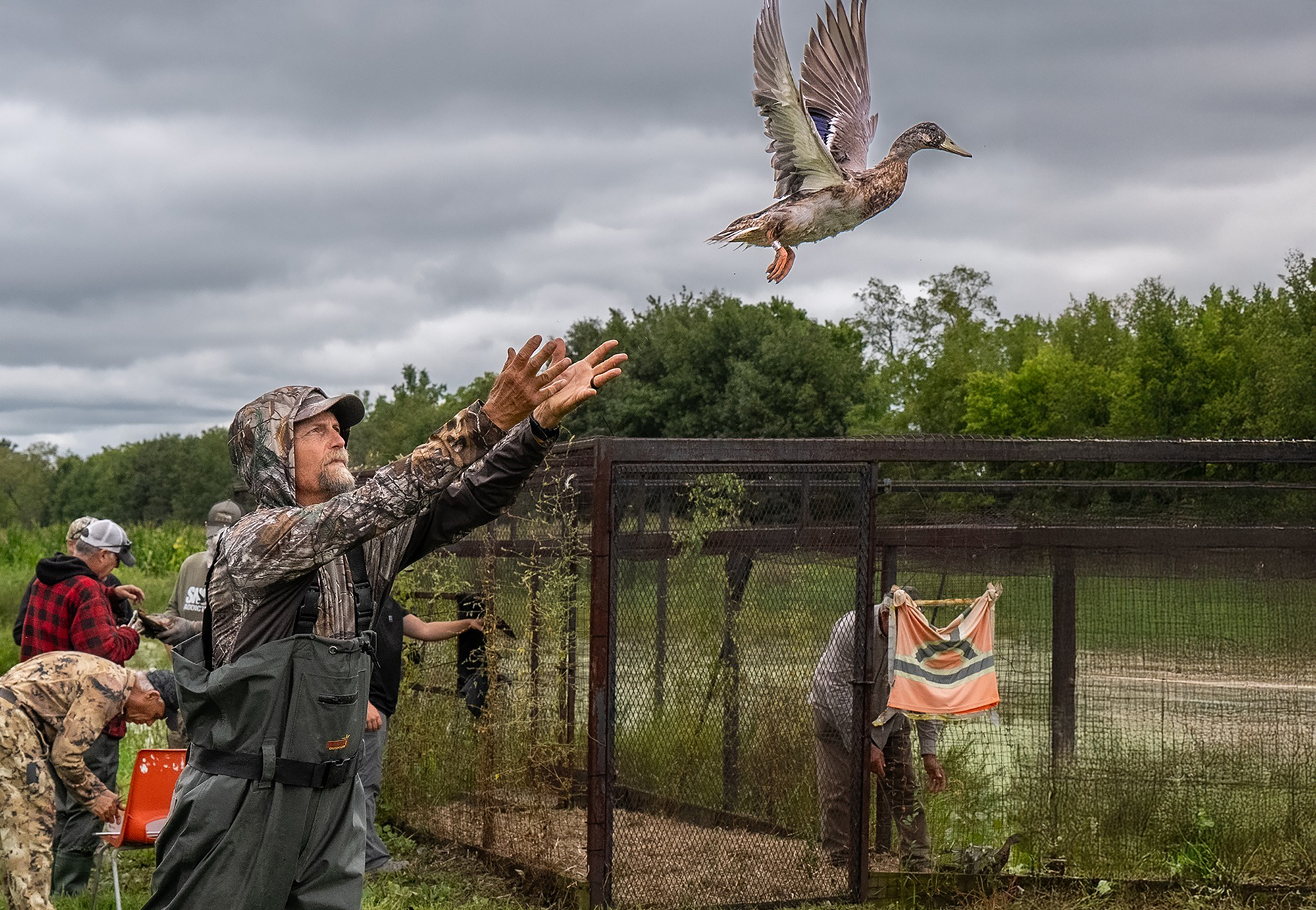 bird-banding2